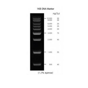 DNA marker